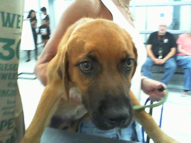 Shelter Stray Male Dog last seen MINT HILL, 8315 Byrum Dr, Charlotte, NC 28217, USA