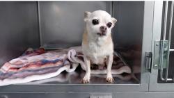 Shelter Stray Male Dog last seen , 4275 Elton St, Baldwin Park, CA 91706, USA
