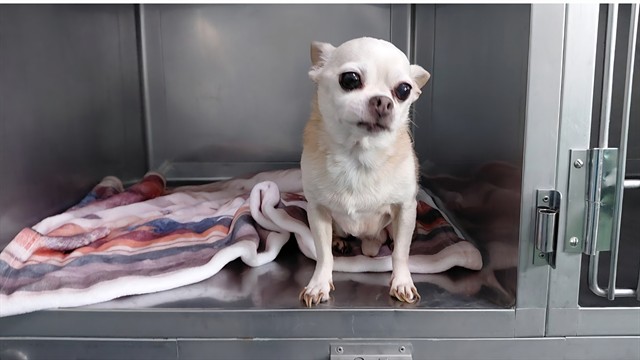 Shelter Stray Male Dog last seen , 4275 Elton St, Baldwin Park, CA 91706, USA