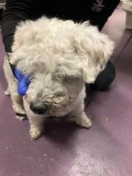 Shelter Stray Female Dog last seen Near BLOCK BRIARWOOD ST, CERRITOS CA, Cerritos, CA 90703, USA