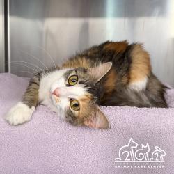 Shelter Stray Female Cat last seen SAND CANYON/ NIGHTMIST, 6443 Oak Canyon, Irvine, CA 92618, USA