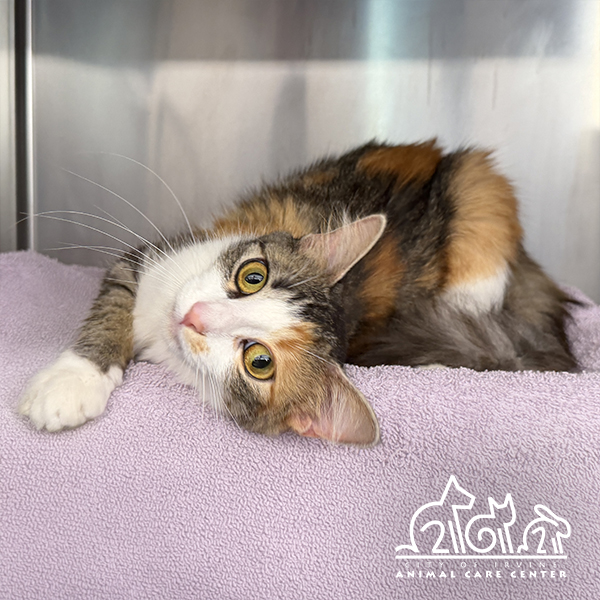 Shelter Stray Female Cat last seen SAND CANYON/ NIGHTMIST, 6443 Oak Canyon, Irvine, CA 92618, USA