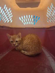 Shelter Stray Male Cat last seen PACHECO/MONITOR, BAKERSFIELD, 201 S Mt Vernon Ave, Bakersfield, CA 93307, USA