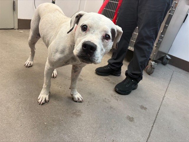 Shelter Stray Female Dog last seen , 4000 N Silverbell Rd, Tucson, AZ 85745, USA