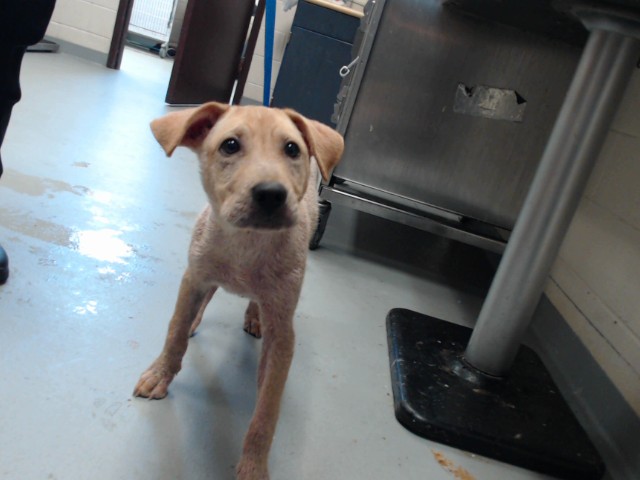 Shelter Stray Male Dog last seen Near BLOCK SHERMAN DR, FAYETTEVILLE NC 28301, 4704 Corporation Dr, Fayetteville, NC 28306, USA