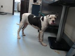 Shelter Stray Male Dog last seen Near BLOCK MOURNING DOVE PL, FAYETTEVILLE NC 28314, 4704 Corporation Dr, Fayetteville, NC 28306, USA