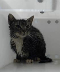 Shelter Stray Female Cat last seen Near BLOCK LAKE AVE, SPRING LAKE NC 28390, 4704 Corporation Dr, Fayetteville, NC 28306, USA