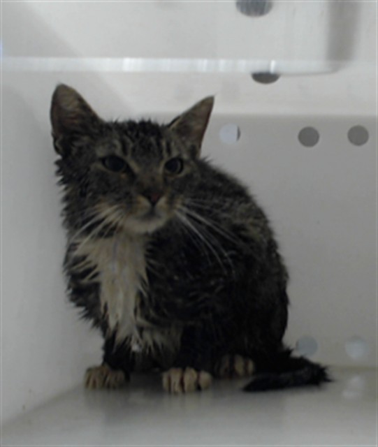 Shelter Stray Female Cat last seen Near BLOCK LAKE AVE, SPRING LAKE NC 28390, 4704 Corporation Dr, Fayetteville, NC 28306, USA