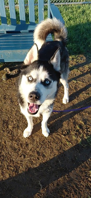 Shelter Stray Male Dog last seen Near BLOCK PORTLAND AVE, 3528 Newburg Rd, Louisville, KY 40218, USA