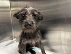 Shelter Stray Male Dog last seen Near BLOCK NW 5 TER, POMPANO BEACH FL 33064, 2400 SW 42nd St, Fort Lauderdale, FL 33312, USA