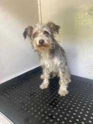 Shelter Stray Male Dog last seen Near BLOCK NW 5 TER, POMPANO BEACH FL 33064, 2400 SW 42nd St, Fort Lauderdale, FL 33312, USA