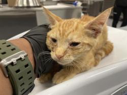 Shelter Stray Male Cat last seen AVENUE 50/TYLER, 72050 Pet Land Pl, Thousand Palms, CA 92276, USA
