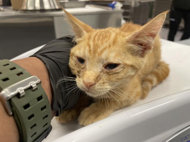 Shelter Stray Male Cat last seen AVENUE 50/TYLER, 72050 Pet Land Pl, Thousand Palms, CA 92276, USA