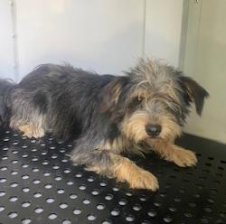 Shelter Stray Male Dog last seen Near BLOCK NW 5 TER, POMPANO BEACH FL 33064, 2400 SW 42nd St, Fort Lauderdale, FL 33312, USA