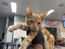 Shelter Stray Male Cat last seen AVENUE 50/TYLER, 72050 Pet Land Pl, Thousand Palms, CA 92276, USA