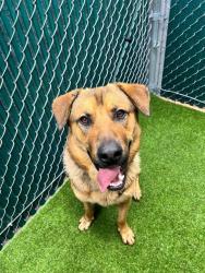 Shelter Stray Male Dog last seen , 11258 Garfield Ave, Downey, CA 90242, USA