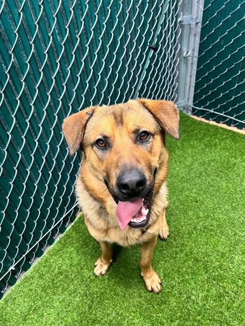 Shelter Stray Male Dog last seen , 11258 Garfield Ave, Downey, CA 90242, USA