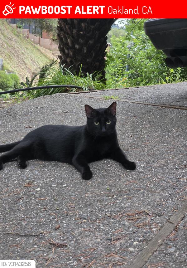 Lost Male Cat last seen Montclair neighborhood, Oakland, CA 94611