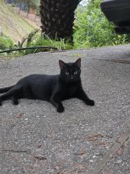 Lost Male Cat last seen Montclair neighborhood, Oakland, CA 94611