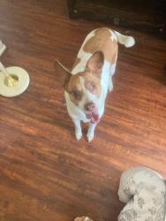 Found/Stray Male Dog last seen Fairfield Ranch Outrigger CHINO HILLS CA, Chino Hills, CA 91709