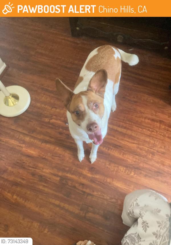Found/Stray Male Dog last seen Fairfield Ranch Outrigger CHINO HILLS CA, Chino Hills, CA 91709