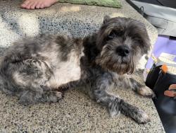 Reunited Female Dog last seen Woodland Ave E, Puyallup, WA, USA, Puyallup, WA 98373