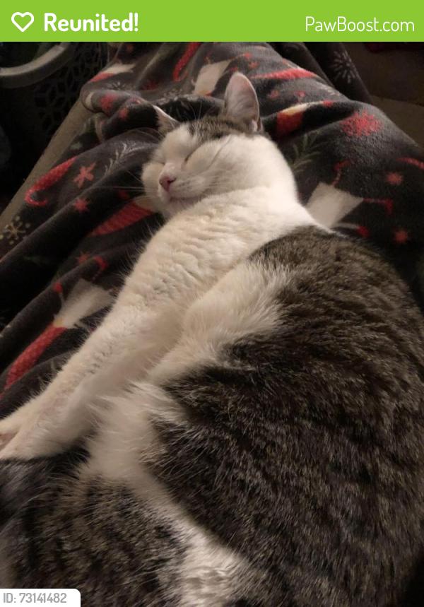 Reunited Female Cat last seen Woodside Rd, Yardley, PA 19067