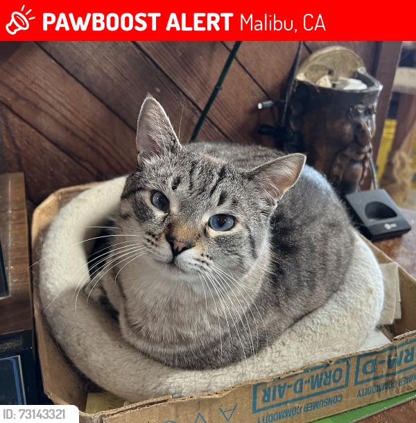 Lost Male Cat last seen Sea Vista Dr and Via Linda, Malibu, CA 90265