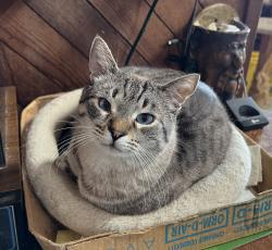Lost Male Cat last seen Sea Vista Dr and Via Linda, Malibu, CA 90265
