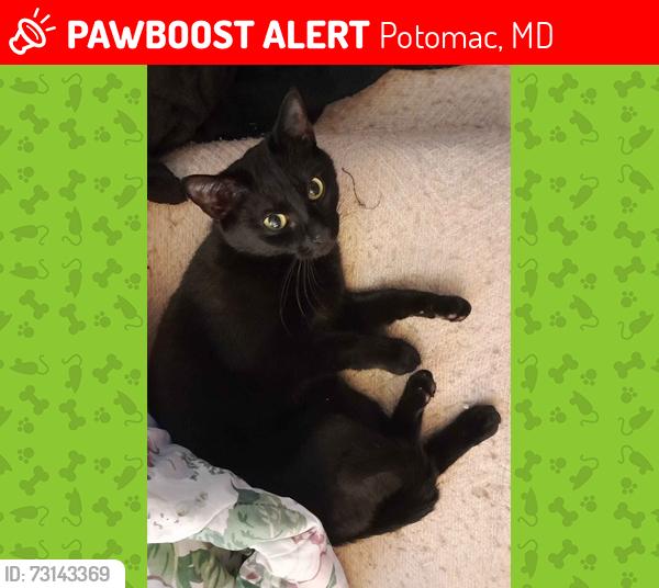 Lost Female Cat last seen Becket Street and Falls Road, Potomac, MD 20854