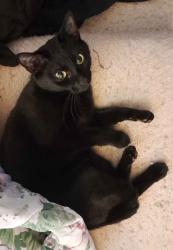 Lost Female Cat last seen Becket Street and Falls Road, Potomac, MD 20854