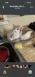 Lost Male Cat last seen Martin Road, Portland, TN 37148