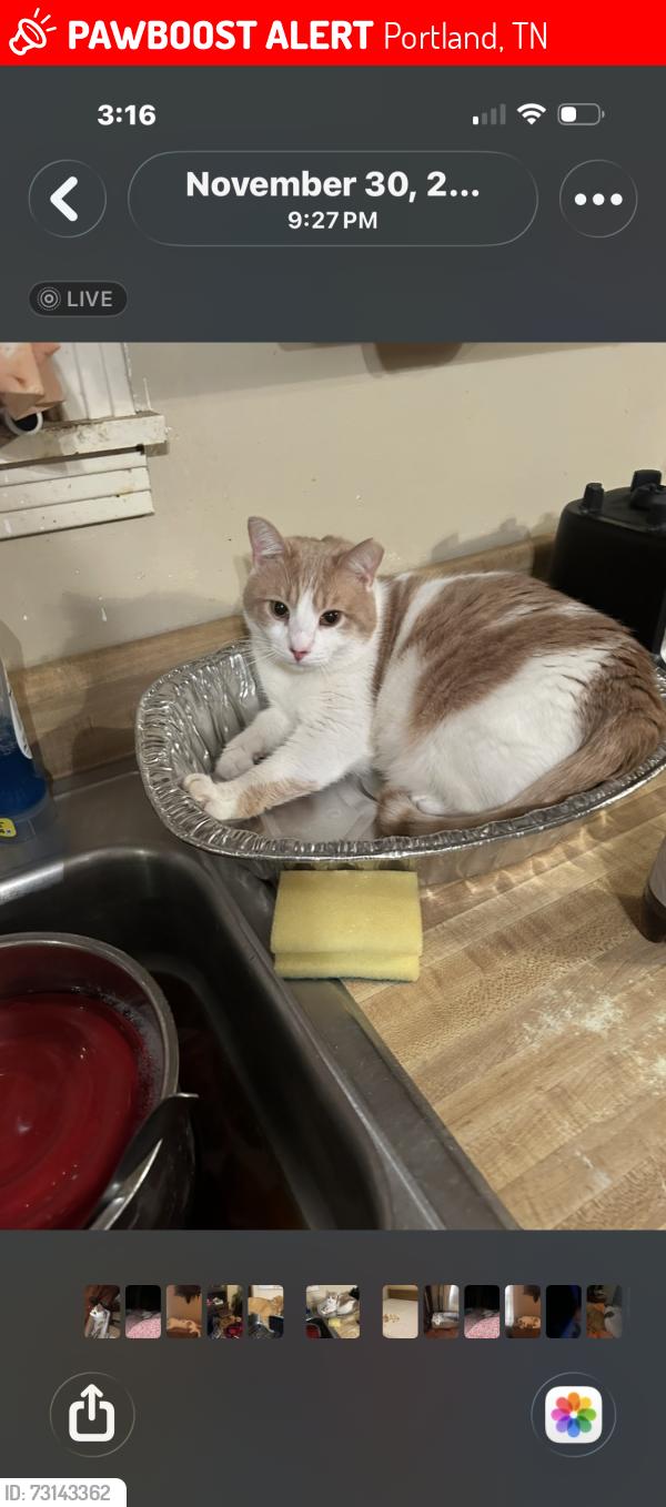 Lost Male Cat last seen Martin Road, Portland, TN 37148
