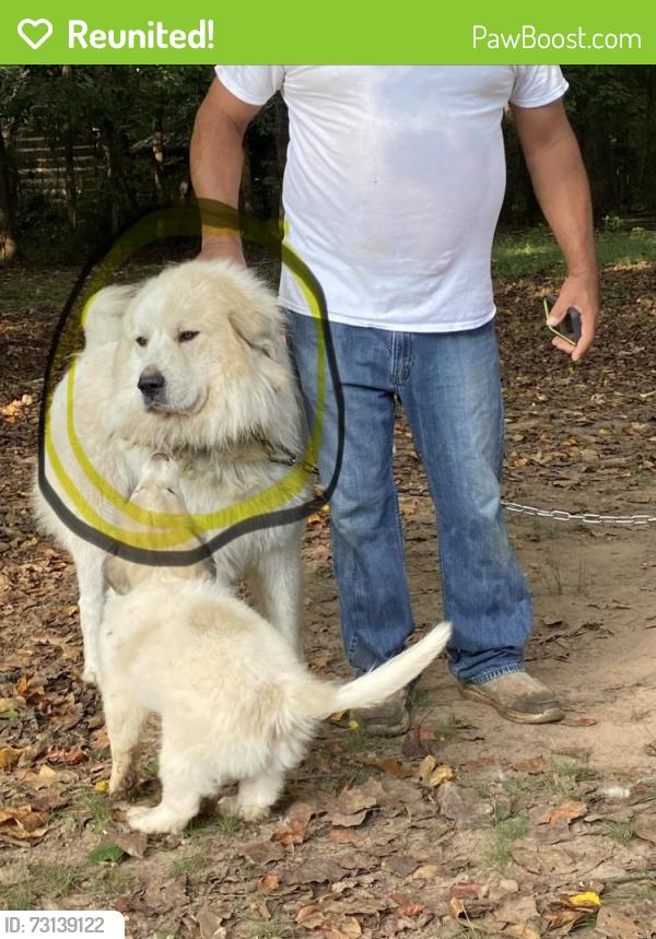 Reunited Male Dog last seen In our hse, Hickory, NC 28602