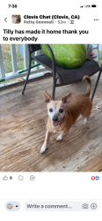 Reunited Female Dog last seen Bullard and Minnewawa Clovis, Clovis, CA 93612