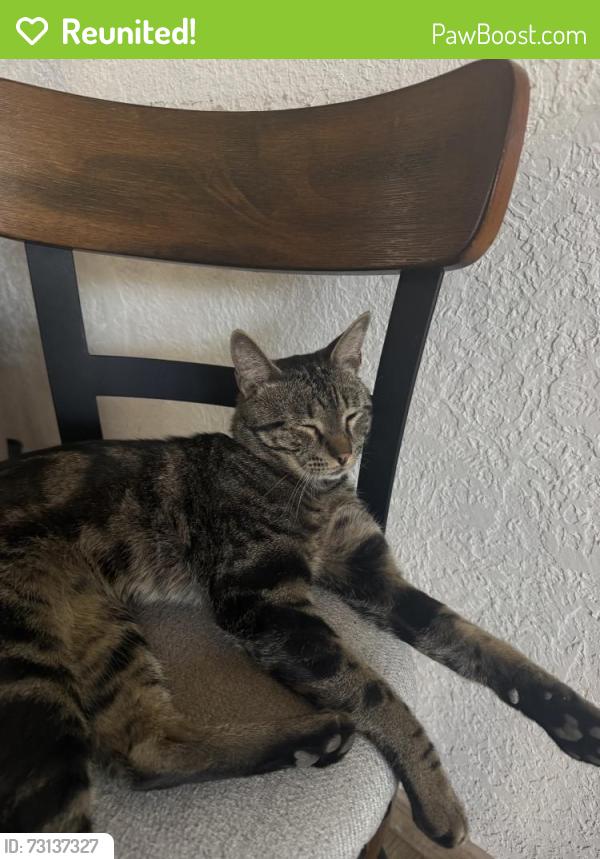 Reunited Male Cat last seen Ronda De Lechusas NW, Albuquerque, NM 87120, USA, Albuquerque, NM 87120