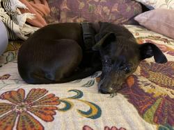 Reunited Male Dog last seen Costa Mesa Dog Park, Costa Mesa, CA 92626