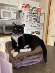 Reunited Female Cat last seen Near harvest grove close n.e, Calgary, AB T3K 4T6
