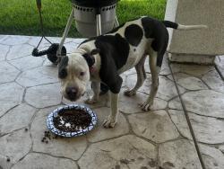 Found/Stray Female Dog last seen Del Rey & McKinley, Sanger, CA 93657