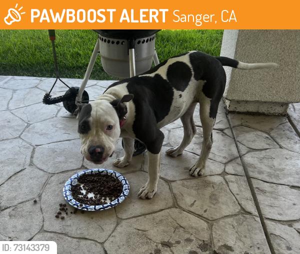 Found/Stray Female Dog last seen Del Rey & McKinley, Sanger, CA 93657