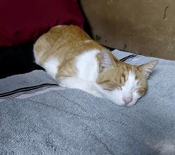 Lost Male Cat last seen Near Iris Ct, Fullerton, CA 92833