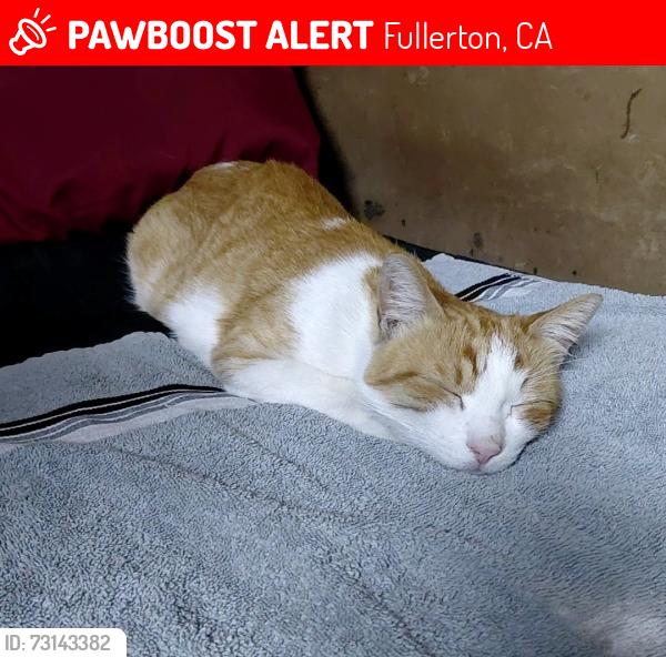 Lost Male Cat last seen Near Iris Ct, Fullerton, CA 92833