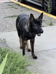 Reunited Male Dog last seen jancey and greenwood, Pittsburgh, PA 15206