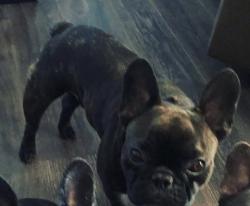 Reunited Male Dog last seen Deep creek, Chesapeake, VA 23320