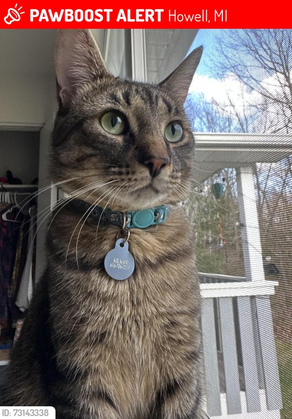 Lost Male Cat last seen M59 and Andover Bld., Howell, MI 48843