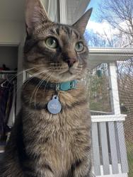 Lost Male Cat last seen M59 and Andover Bld., Howell, MI 48843