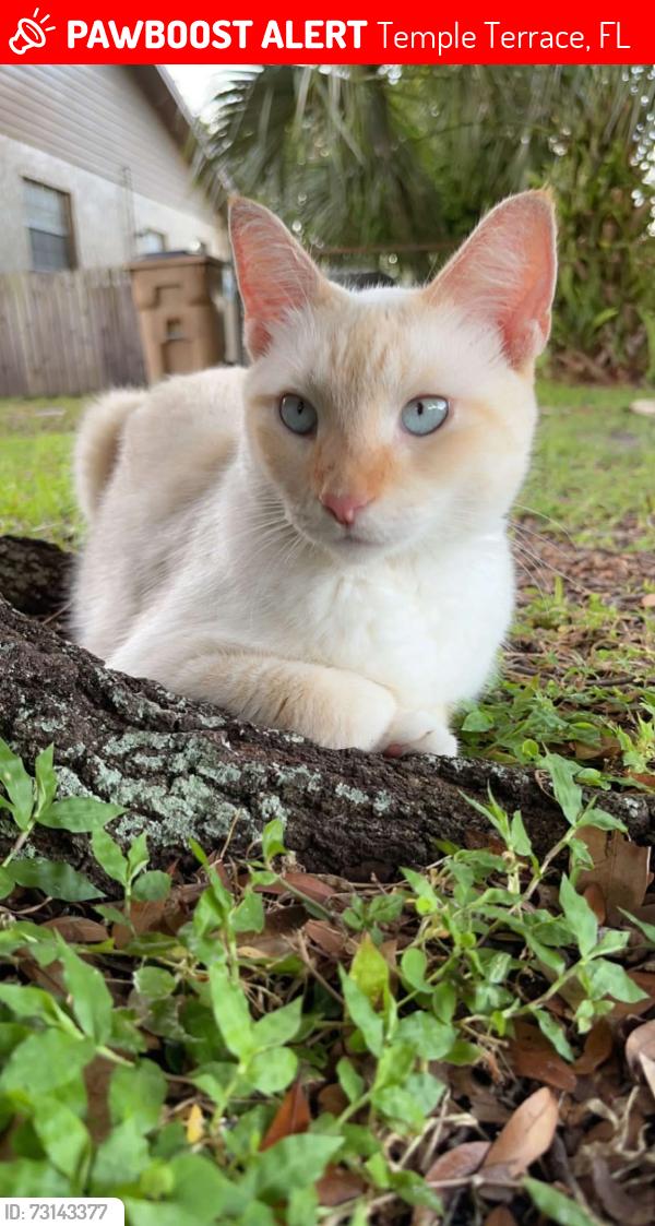 Lost Male Cat last seen Whiteway and Teresa arbor, Temple Terrace, FL 33617