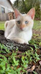 Lost Male Cat last seen Whiteway and Teresa arbor, Temple Terrace, FL 33617