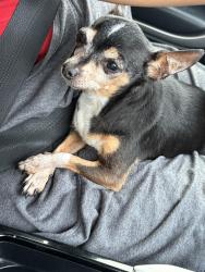 Lost Female Dog last seen Near and Beech Trail in Converse, Northeast Side, TX 78244