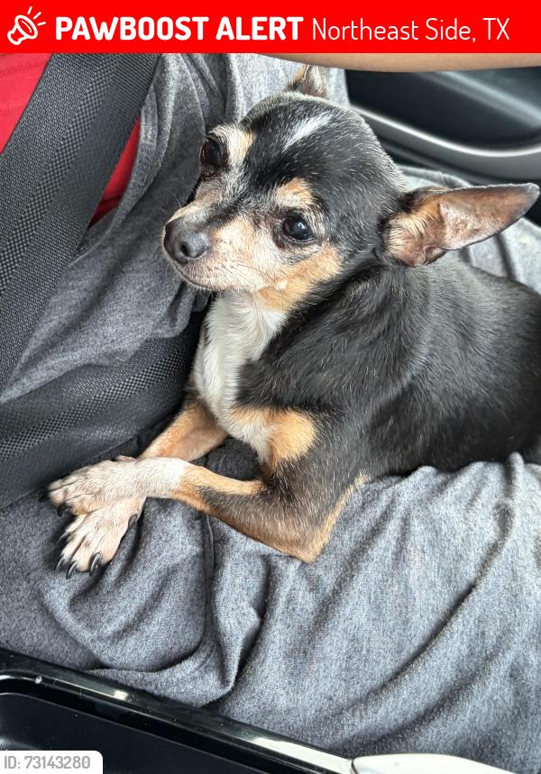 Lost Female Dog last seen Near and Beech Trail in Converse, Northeast Side, TX 78244